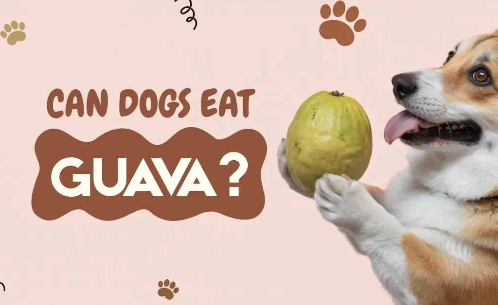 A playful cartoon Corgi on its back with fresh guavas, "CAN DOGS EAT GUAVA?"