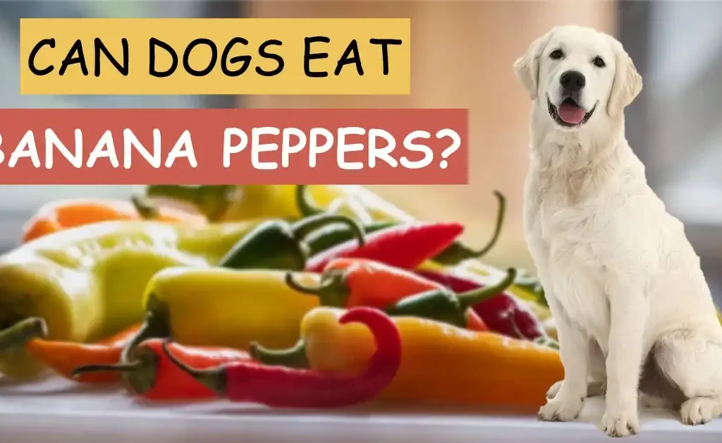 can dogs eat banana peppers