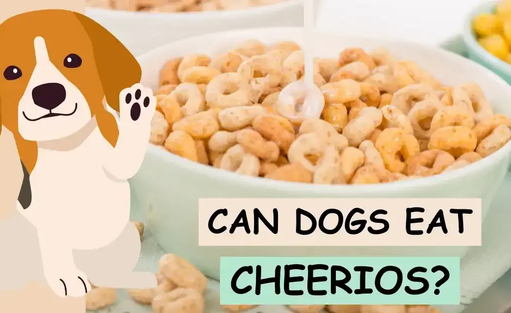 Can Dogs Eat Cheerios