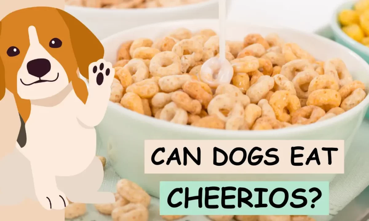 Can my on sale dog eat cheerios