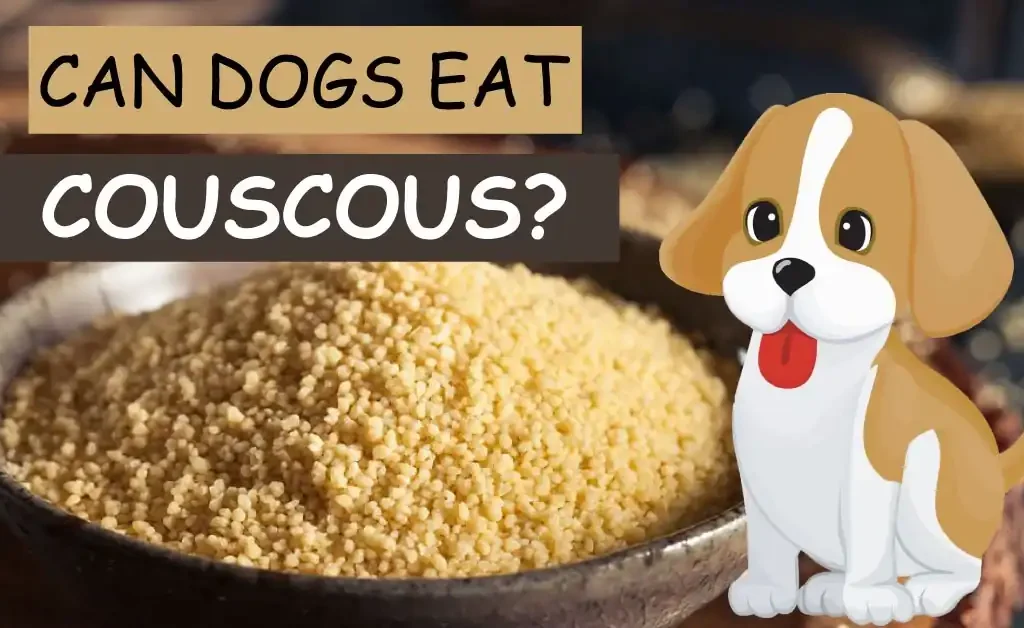 can dogs eat couscous