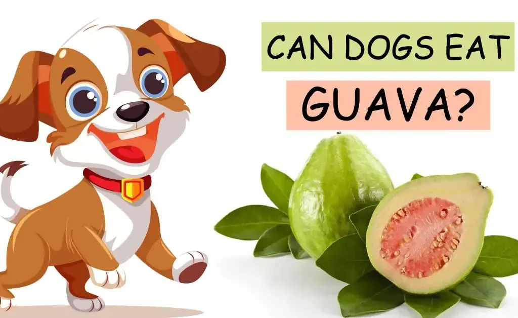 can dogs eat guava