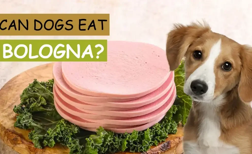 Can Dogs Eat Bologna