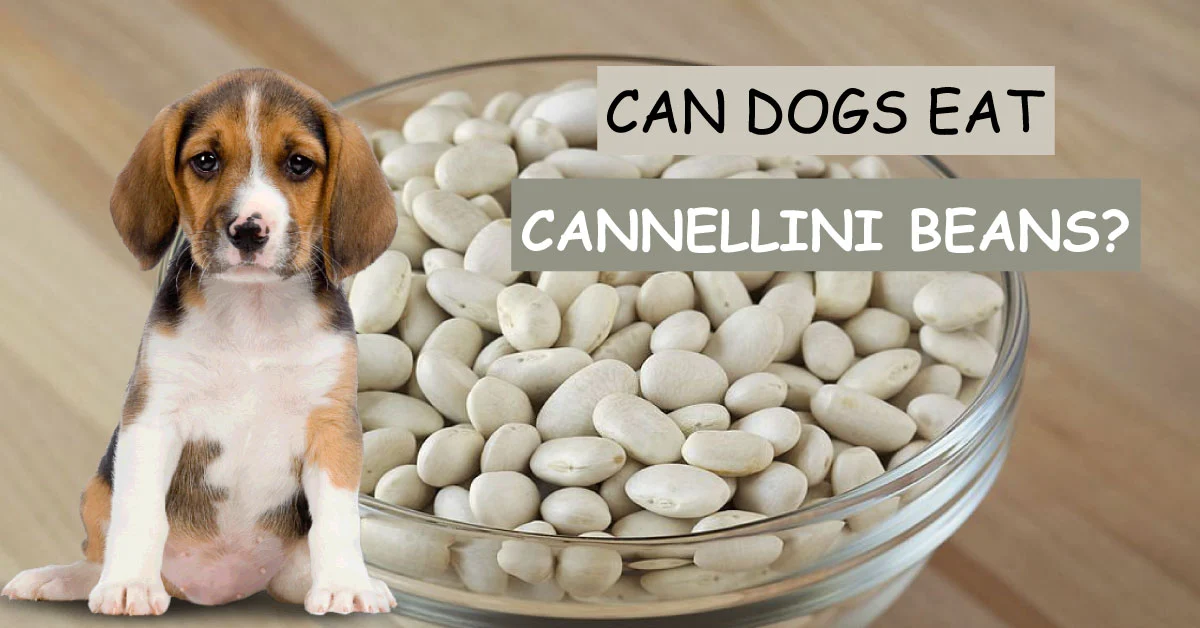 can dogs eat cannellini beans