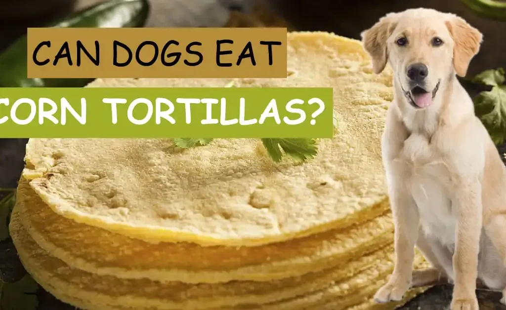 Can Dogs Eat Corn Tortillas