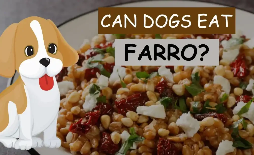 Can Dogs Eat Farro