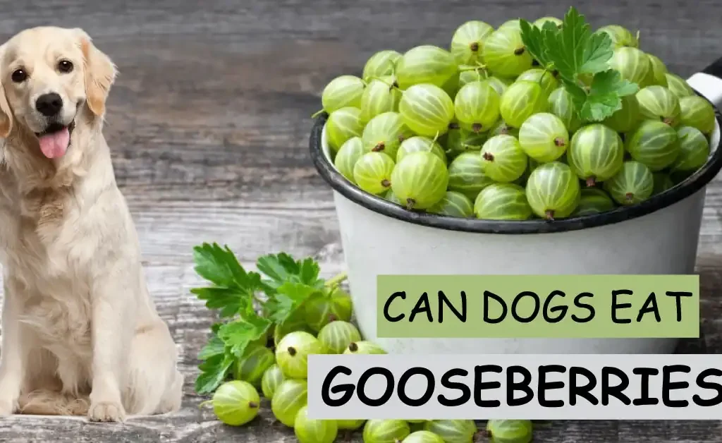 can dogs eat gooseberries