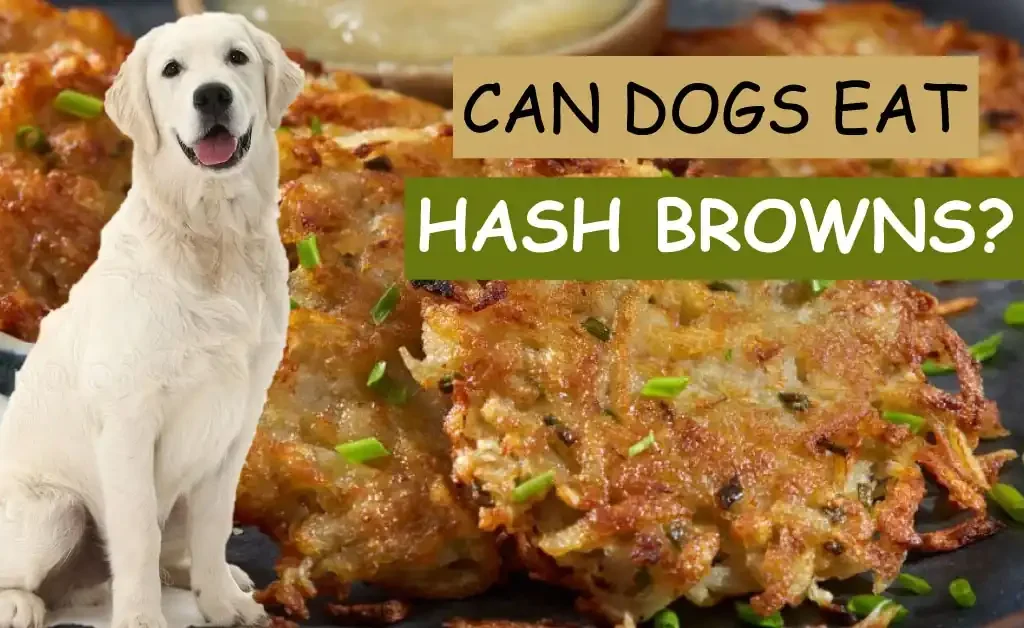 Can Dogs Eat Hash Browns