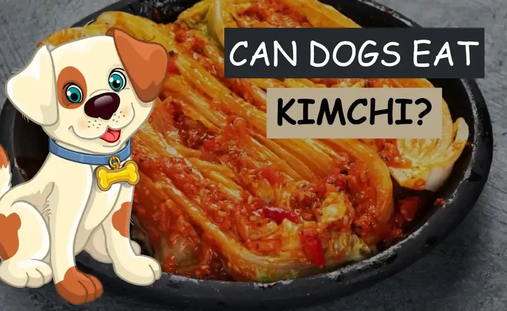 can dogs eat kimchi