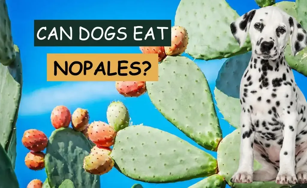 can dogs eat nopales