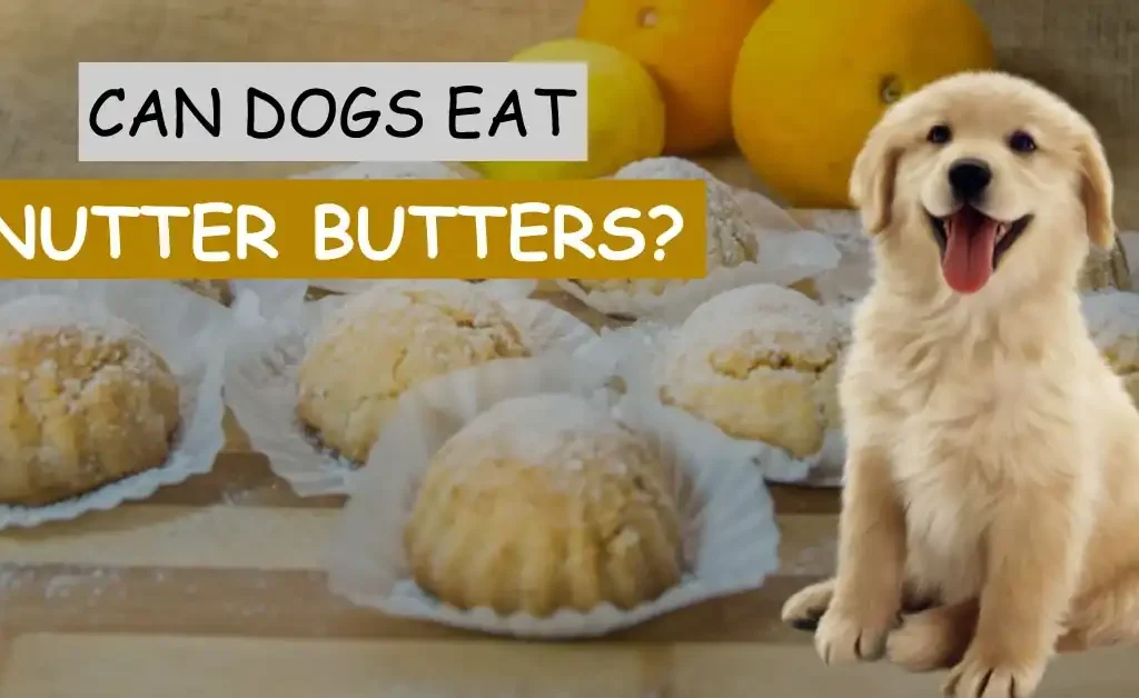 can dogs eat nutter butters