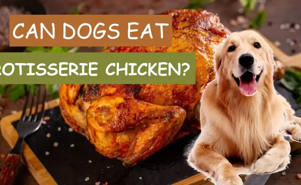 Can Dogs Eat Rotisserie Chicken?