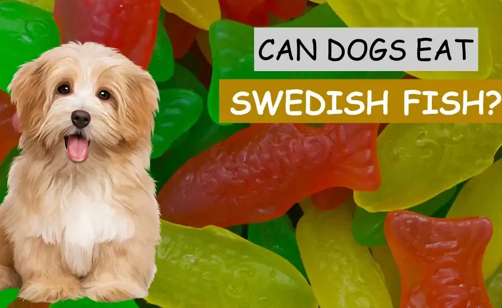 can dogs eat swedish fish