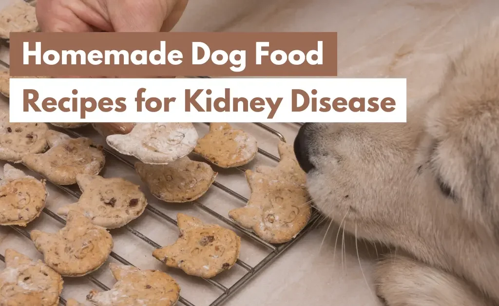 homemade dog food recipes for kidney disease