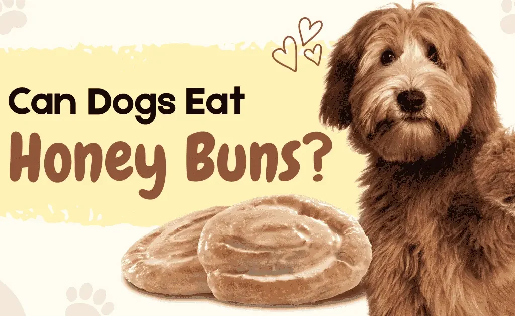 a fluffy brown dog beside two glazed honey buns