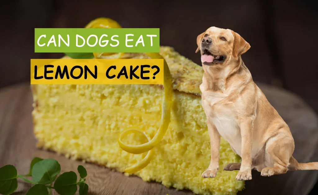 can dogs eat lemon cake, can my dog have lemon cake, can i give lemon cake to my dog