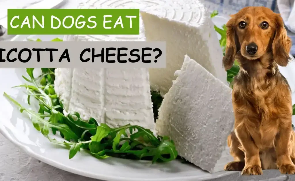 Can dogs Eat Ricotta Cheese