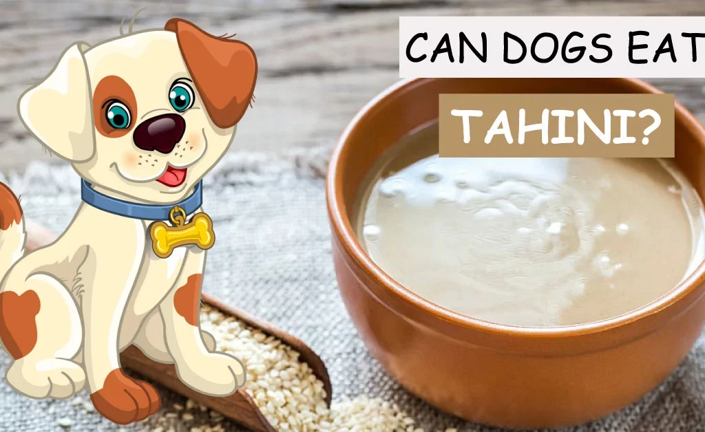 can dogs eat tahini