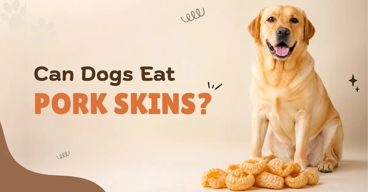 A yellow Labrador Retriever sitting next to a pile of crispy pork skins, with the text overlay 'Can Dogs Eat PORK SKINS'