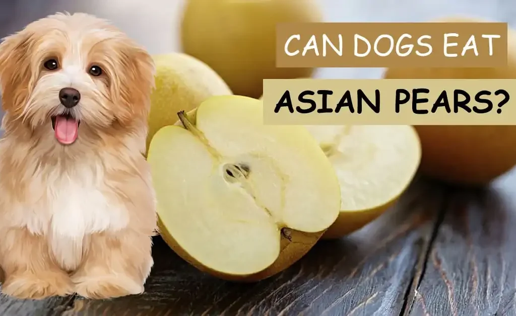 can dogs eat asian pears