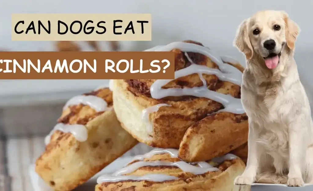 can dogs eat cinnamon rolls