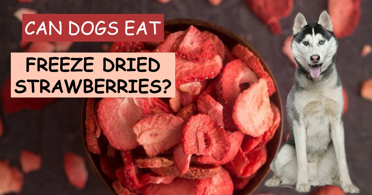 can dogs eat freeze dried strawberries