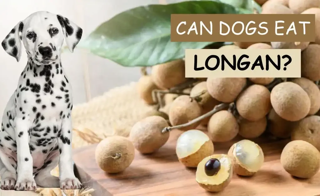 can dogs eat longan