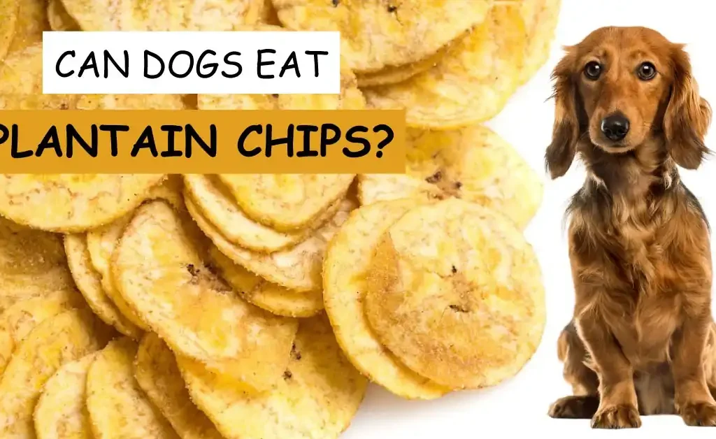 can dogs eat plantain chips