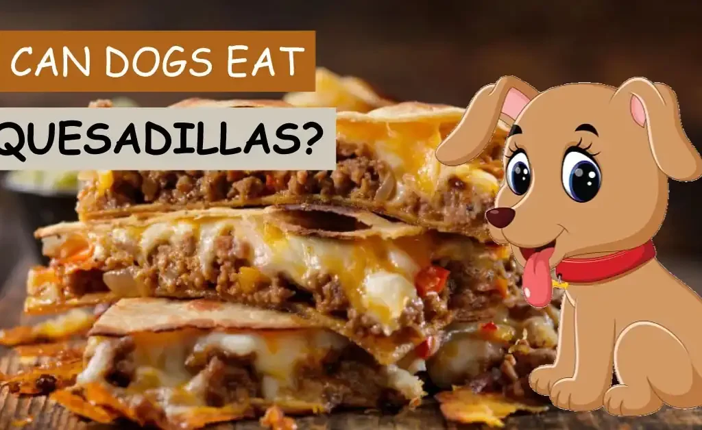 can dogs eat quesadillas