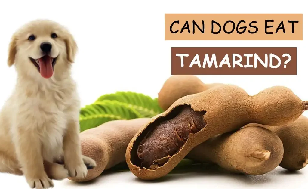 Can Dogs Eat Tamarind