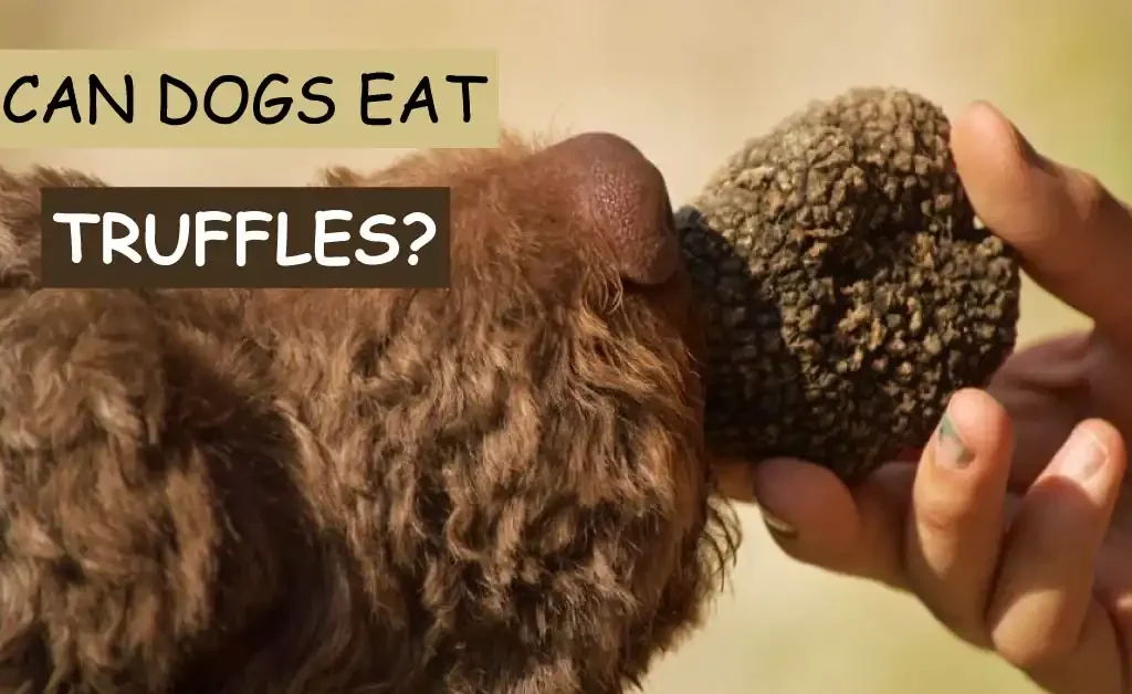 can dogs eat truffles