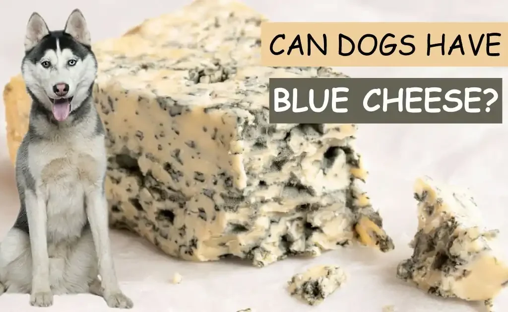 can dogs have blue cheese