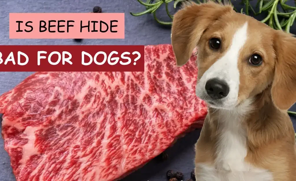 is beef hide bad for dogs