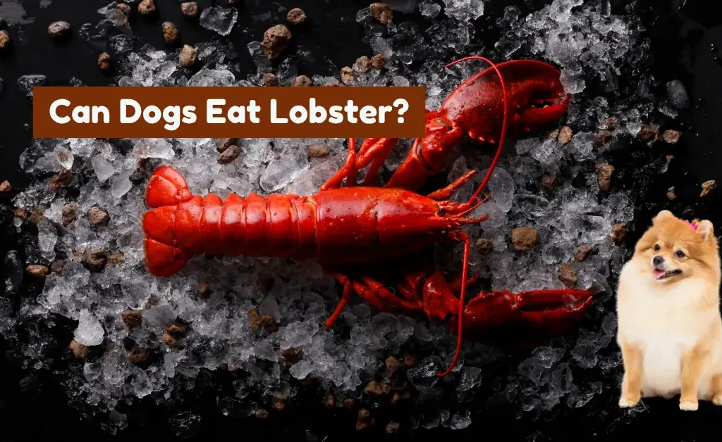 A cooked red lobster is lying on a bed of ice. To the right, a small, fluffy light brown dog with a pink bow on its head