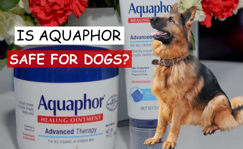 is aquaphor safe for dogs