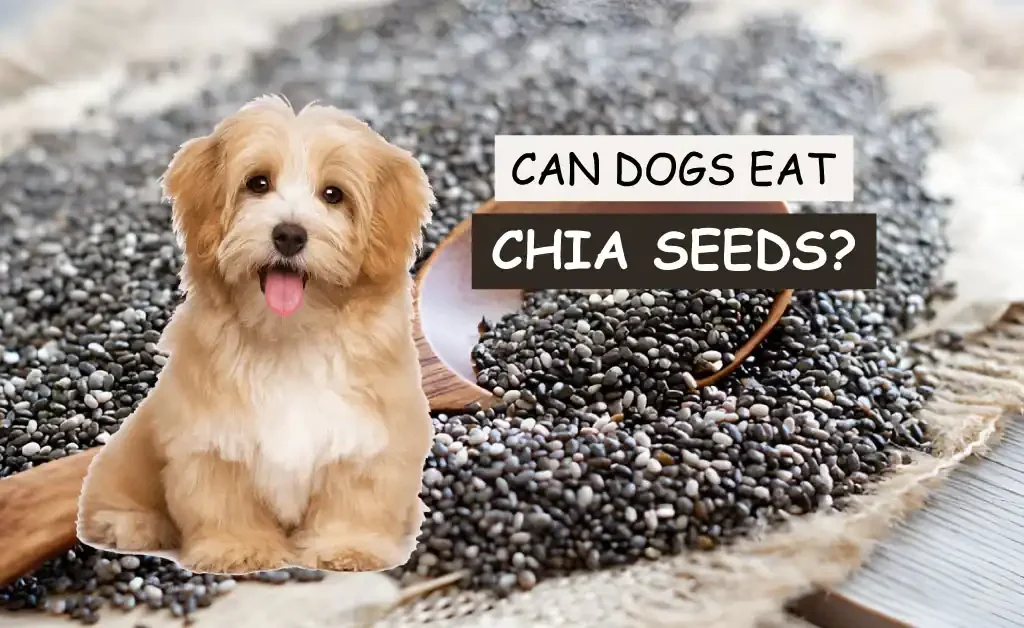 Can Dogs Eat Chia Seeds