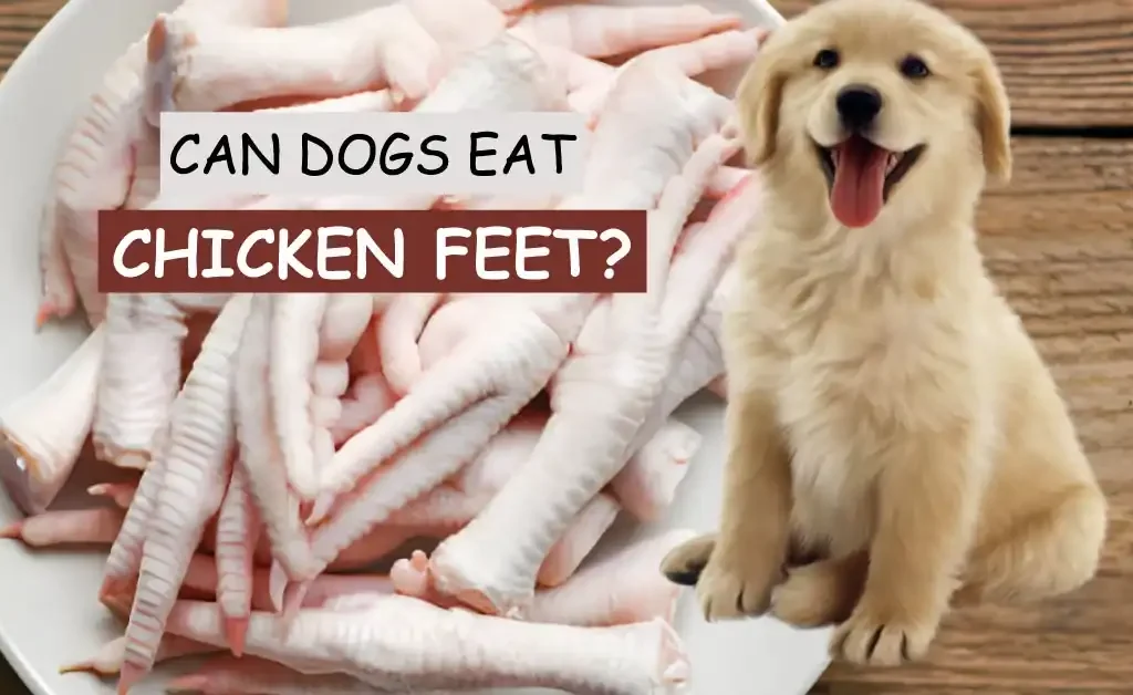 Can Dogs Eat Chicken Feet