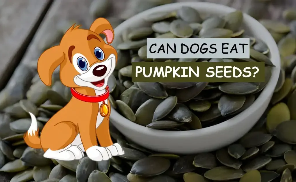 Can Dogs Eat Pumpkin Seeds