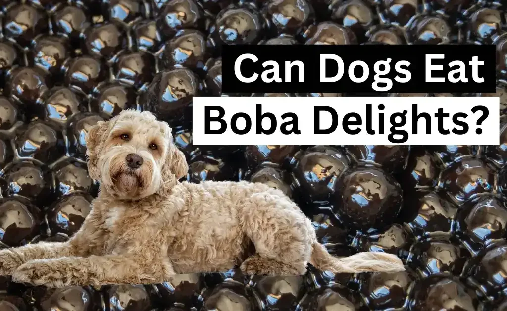 Can Dogs Eat Boba Delights