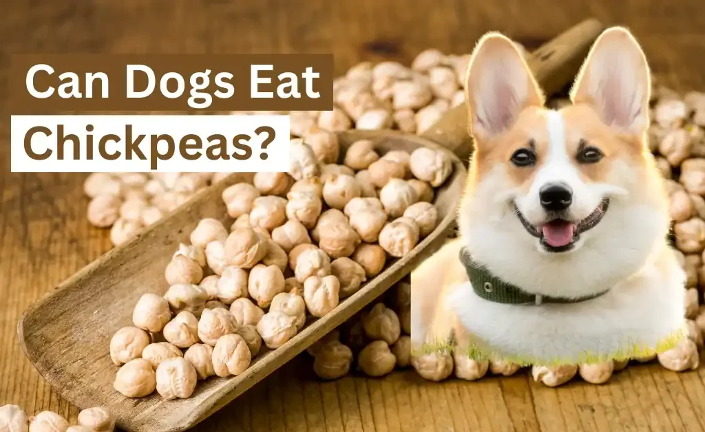 Can Dogs Eat Chickpeas