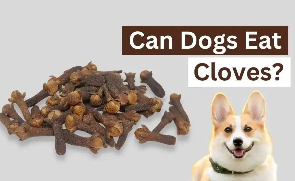 Can Dogs Eat Cloves