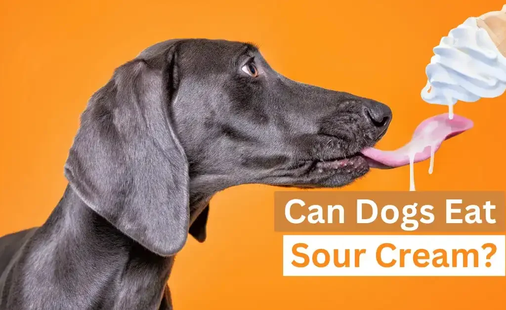 Can Dogs Eat Sour Cream