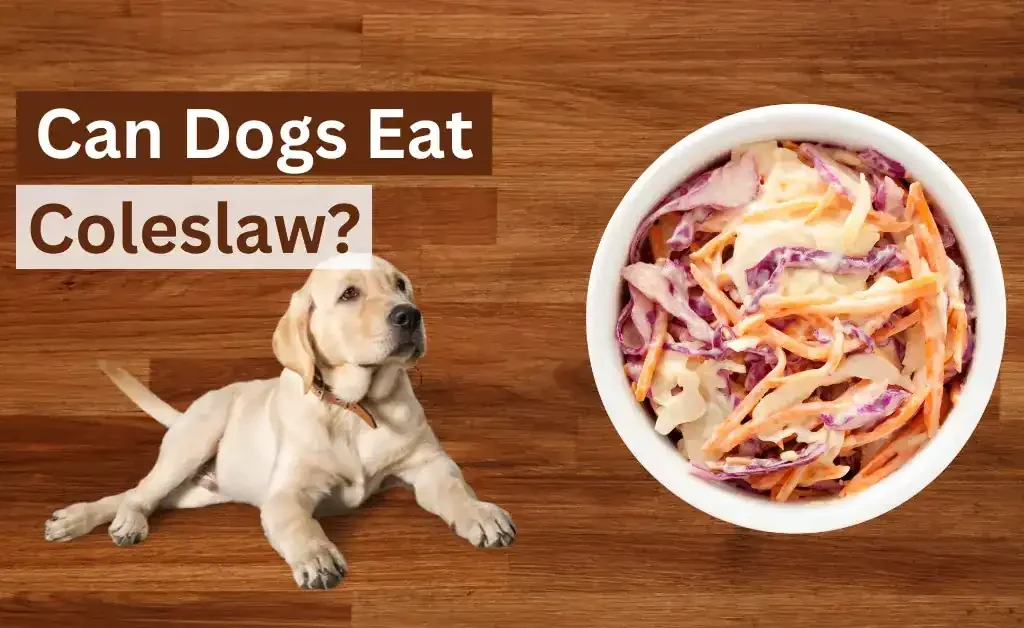 Can Dogs Eat Coleslaw