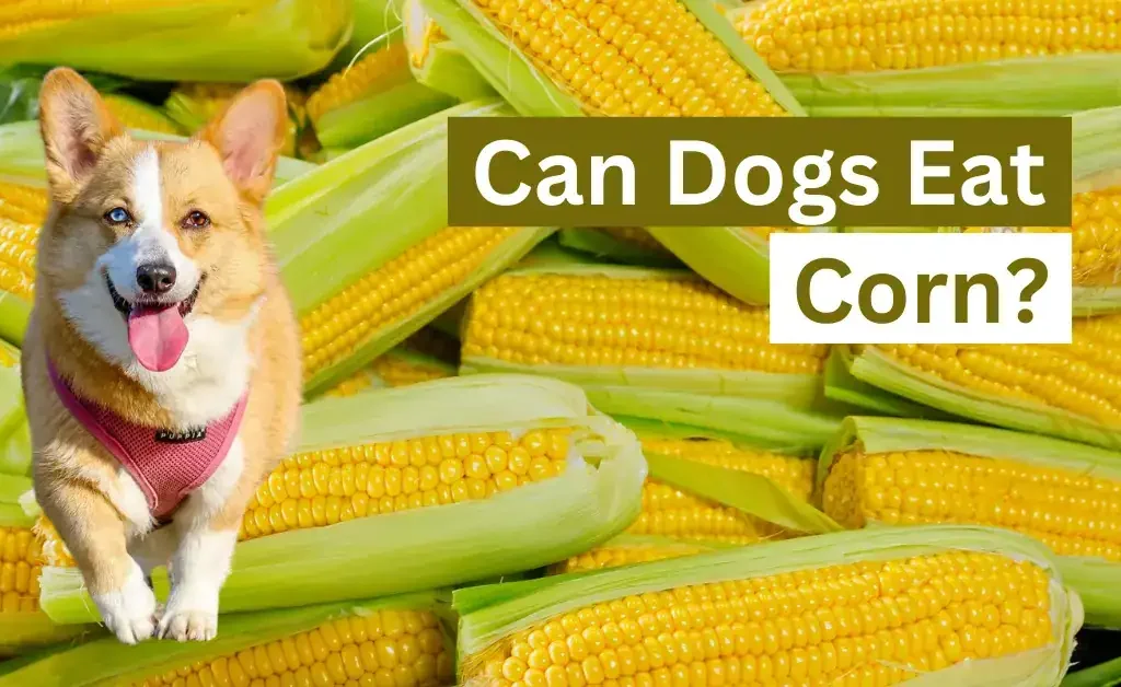 Can Dogs Eat Corn