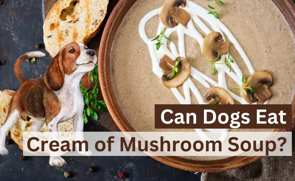 Can Dogs Eat Cream of Mushroom Soup