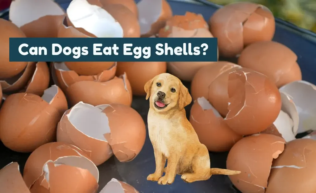 A golden Labrador Retriever puppy sits happily amidst a pile of broken brown and white eggshells