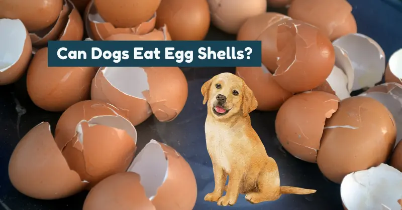 A golden Labrador Retriever puppy sits happily amidst a pile of broken brown and white eggshells
