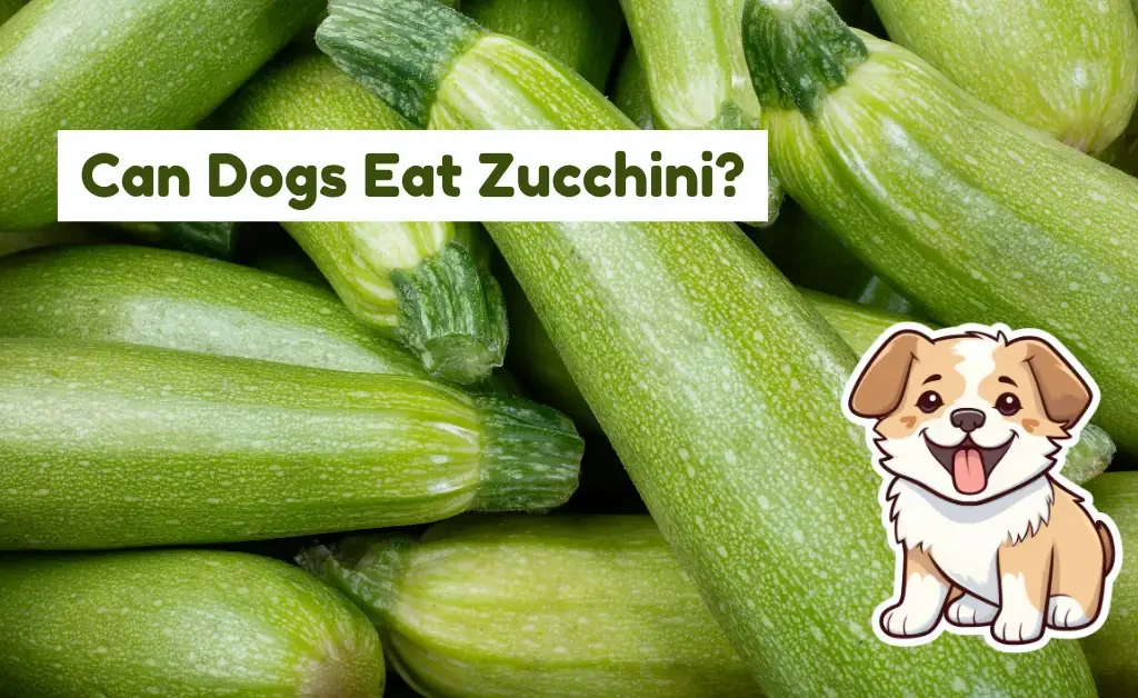 can dogs eat zucchini