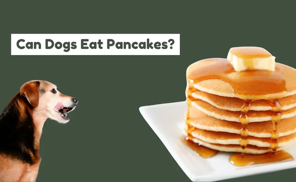 can dogs eat pancake