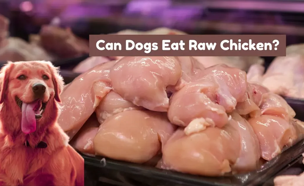 can dogs eat raw chicken